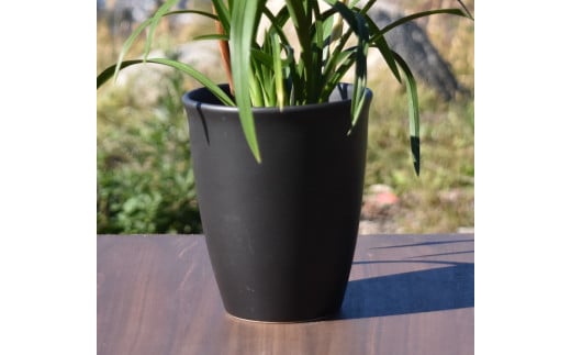 
            向山蘭園の和蘭「夕霧」(4号)花芽付き苗まもなく開花　B2-1112
          