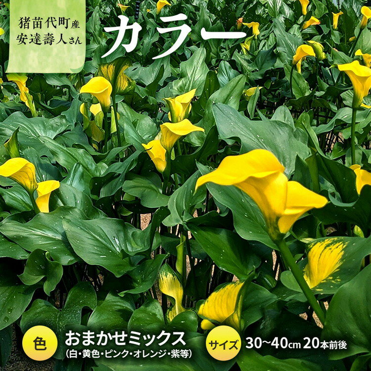 【ふるさと納税】【2025年先行予約】【数量限定】花 カラー（生花）30～40cm おまかせミックス 20本前後 生産者：安達壽人 猪苗代産 プレゼント 贈り物 ギフト ※2025年9月上旬より順次発送予定 ※沖縄・離島への配送不可