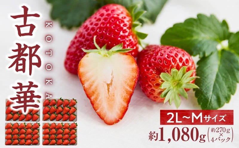 
            【2026年4月～5月発送】高級いちご「古都華」4パック（小さいサイズ）　 先行予約 ことか 甘い 糖度 濃い 濃厚 果汁 香り 朝摘み いちご イチゴ 苺 フルーツ 果物 くだもの ご褒美 ごほうび 贈答 贈り物 ギフト プレゼント 冷蔵 奈良県 生駒市 送料無料
          