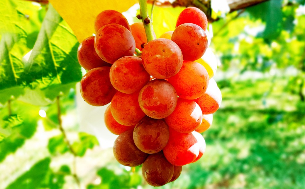 たっぷり日光を浴びたみずみずしい 種無しぶどう3種セット （シャインマスカット＋旬なぶどう） 2kg