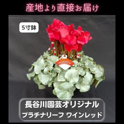 ふるさと納税 北茨城市 【長谷川園芸オリジナル品種】北茨城産 シクラメンプラチナリーフ 5寸 ワインレッド※11〜12月出荷