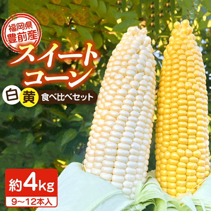 【ふるさと納税】【先行予約受付　2025年6月頃より順次発送】【冷蔵配送】農家直送 朝どれ スイートコーン 白 黄 食べ比べ セット 約4kg （9〜12本入り）《豊前市【湯越農園】 野菜 コーン [VBC002] 13000 13000円