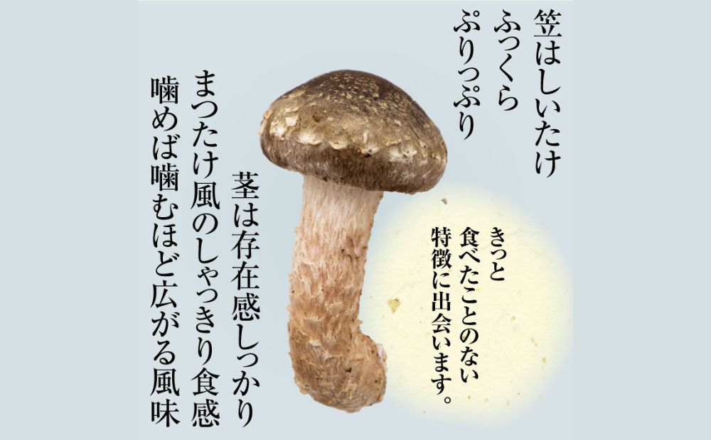 松太郎ギフト（生詰め合わせ）【夏季冷蔵便対応】