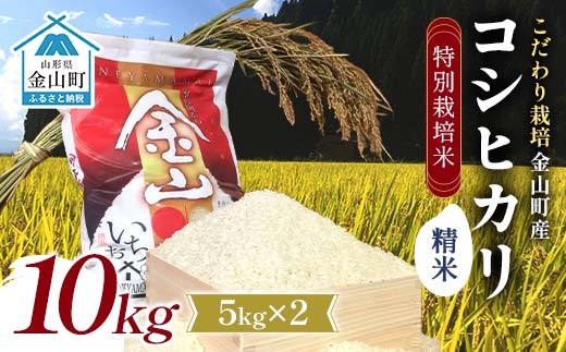 【令和7年度産】【数量限定】 特別栽培米 コシヒカリ精米5kgｘ2 米 お米 ご飯 ブランド米 F4B-0760