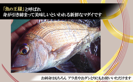 天然まだい1尾 【お刺身用短冊処理済み】（淡路島由良産 人数の目安：3～4人前） 兵庫県 洲本市 淡路島