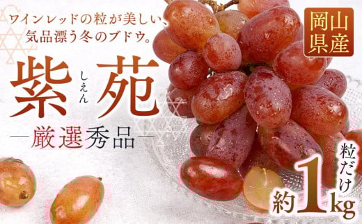 ぶどう 2025年 先行予約 紫苑 厳選 秀品 粒だけ 約1kg 岡山 国産 果物 フルーツ  2025年10月上旬から発送