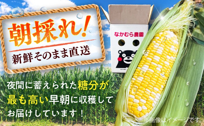 高糖度 どるちぇどりーむ 糖度 コーンスープ 甘さ コーン おやつ BBQ バター焼き 野菜 とうもろこし  糖度 菊陽町