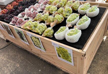 【訳あり・数量限定】 巨峰(種なし)約1kg 〔2024年8月上旬より順次発送〕