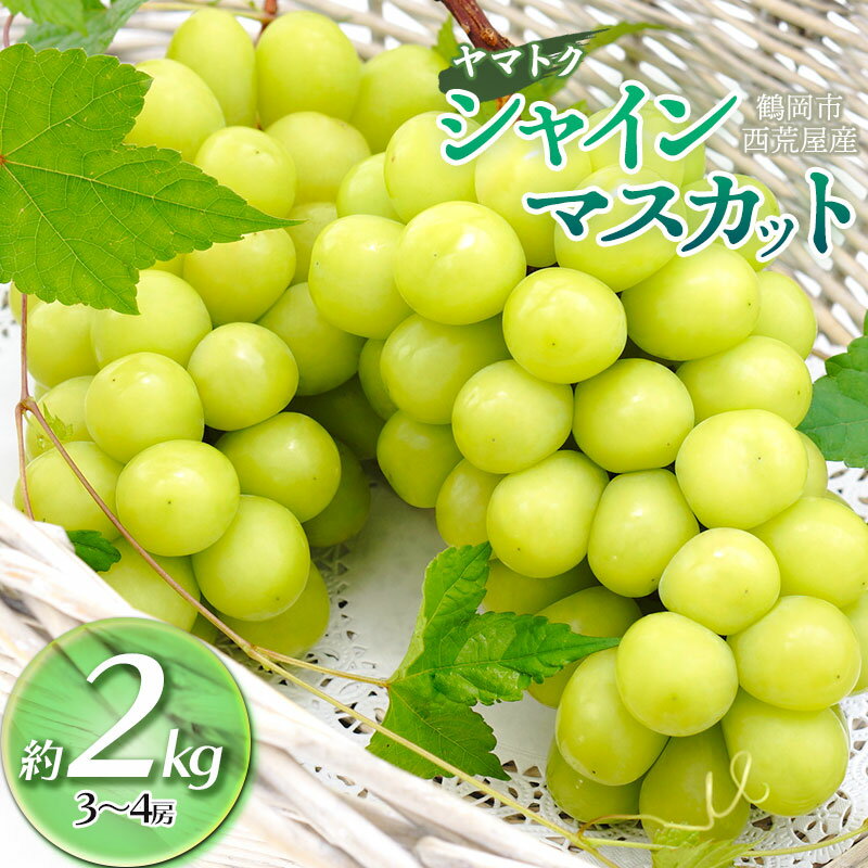 【ふるさと納税】【令和8産先行予約】 シャインマスカット 約2kg（3〜4房） 山形県 鶴岡市産 ヤマトク