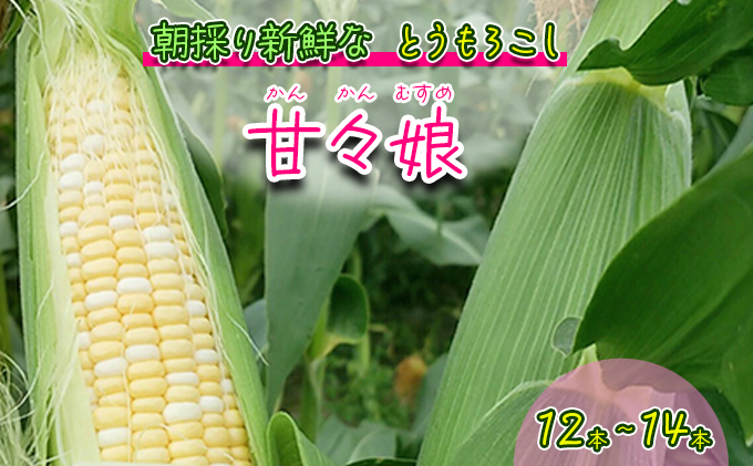 朝採りトウモロコシ 甘々娘 かんかんむすめ 12～14本 セット 詰め合わせ 新鮮 とうもろこし トウモロコシ 野菜 旬の野菜 夏野菜 やさい 静岡 静岡県 島田市