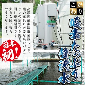 日ノ本一の鰻の蒲焼き＜大＞2尾(計380g以上) うなぎ 鰻 ウナギ 国産 鹿児島県産 九州産 蒲焼き 冷凍 うな重 ひつまぶし b1-018