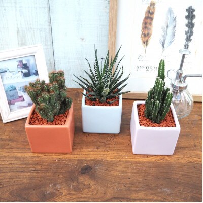 おすすめおまかせ サキュレンツ3個セット【配送不可地域：離島・沖縄県】