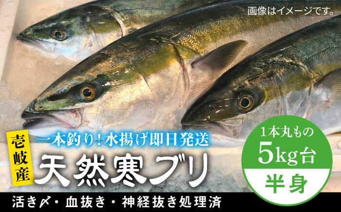 壱岐島産天然寒ブリ（一本丸ものサイズ5キロ台の半身ブロック） 《壱岐市》【壱岐島　玄海屋】[JBS007]  魚 刺身 しゃぶしゃぶ 39000 39000円
