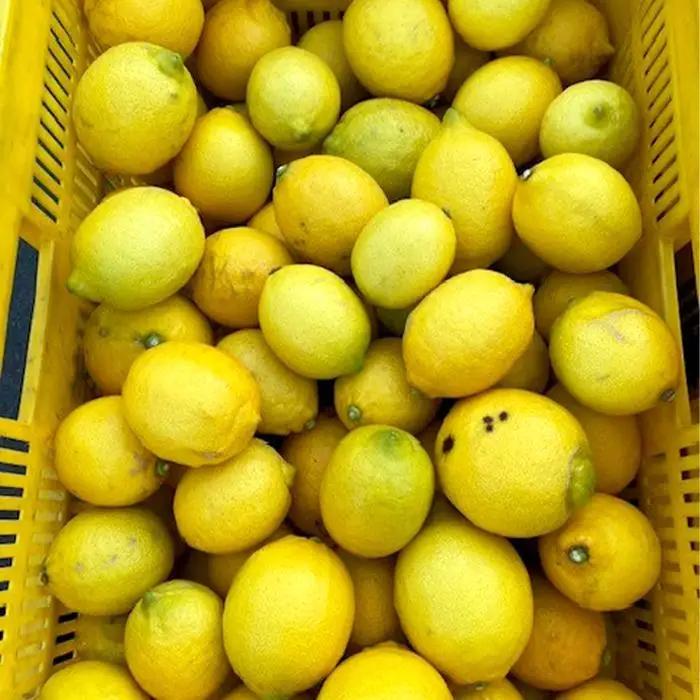 ［2027年1月中旬より順次発送］和歌山県産　レモン　約7.5kg　家庭用（サイズ混合）［まごころ手選別］［US2］