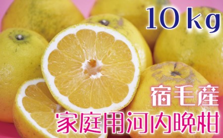 河内晩柑10kg【家庭用】