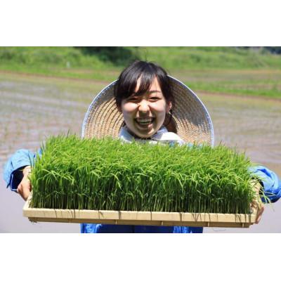 ふるさと納税 朝来市 自然が育んだ美味しいお米◆もろみ米◆コシヒカリ令和6年産　計10kg |  | 03