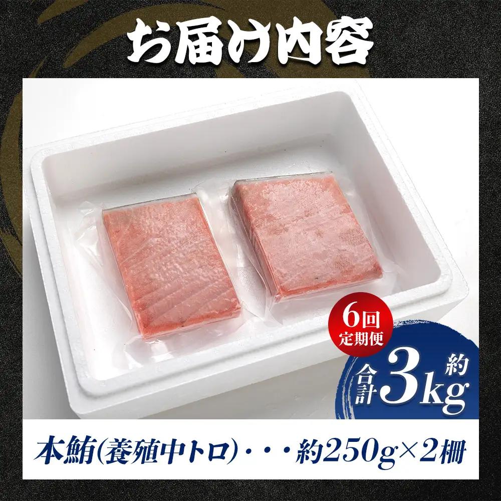【定期便/計6回】本マグロ中トロ500g（計3kg）【まぐろまぐろまぐろまぐろまぐろまぐろまぐろまぐろまぐろまぐろまぐろまぐろまぐろまぐろまぐろまぐろまぐろまぐろまぐろまぐろまぐろまぐろまぐろまぐろま