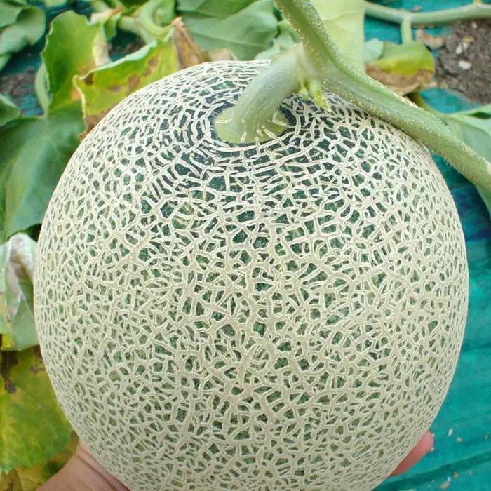 【先行予約】香り豊かな 北海道レッドメロン 1.3kg×1玉(2026年7月下旬から発送開始) | メロン _05408