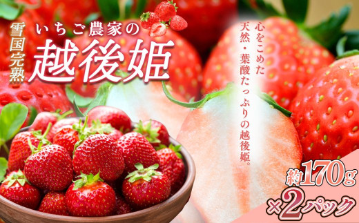 先行予約  いちご 雪国完熟いちご越後姫 約170g×2P 苺 イチゴ フルーツ 完熟 越後 新潟 苺の花ことば