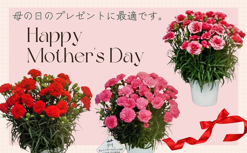 【2025母の日 先行予約】7寸カーネーション　赤 母の日ギフト 花 フラワー  植物 お花 贈り物 珍しいカーネーション 底面給水 母の日のプレゼント 