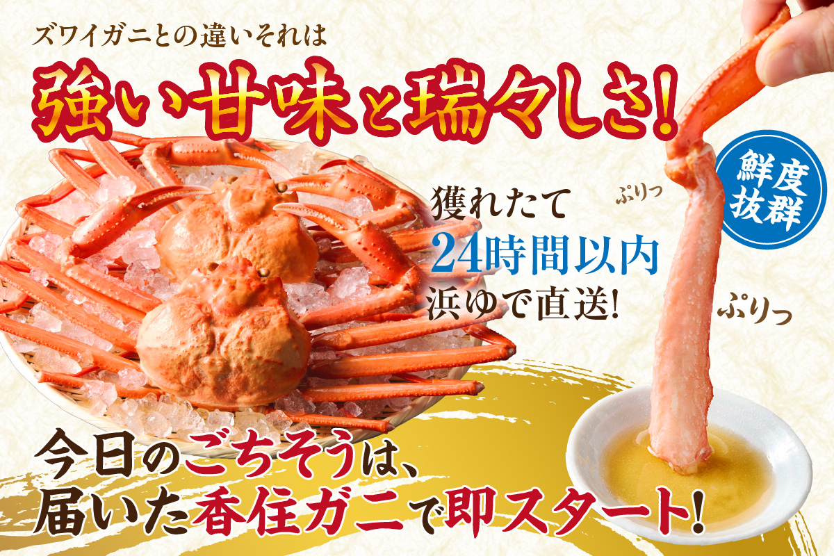 香住ガニ 釜茹で ボイル 大きめ 約600g×2匹（約1.2kg以上）冷蔵 【令和8年9月中旬以降発送予定】 かに カニ 香美町 07-01 