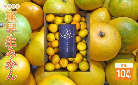 宇城市産 極早生みかん 約10kg 髙橋果樹園 【2026年9月上旬-10月下旬発送予定】
