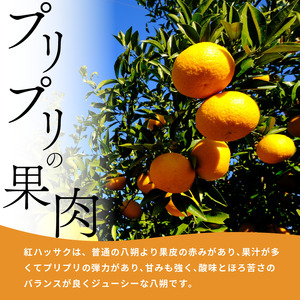 みかん はっさく 10kg 紅はっさく 先行予約 八朔 はっさくはっさくはっさく