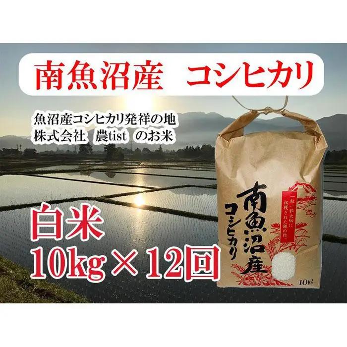 【令和8年 新米】【定期便 南魚沼産】コシヒカリ 白米10kg×12回｜コシヒカリ