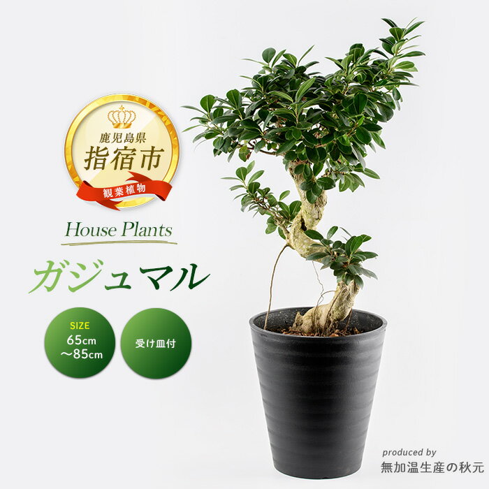 【ふるさと納税】＜2026年2月上旬以降順次発送＞ガジュマル (65cm〜85cm) 観葉植物 鉢 おしゃれ インテリア グリーン※北海道・沖縄・離島配送不可※【無加温生産の秋元】