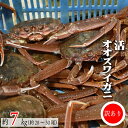 【ふるさと納税】訳あり 活オオズワイガニ約7kg(約28～30尾入)[02-1411]※離島・沖縄県不可※ 北海道 浦河 ふるさと納税 オオズワイガニ カニ 活 漁協直送 冷蔵発送 送料無料