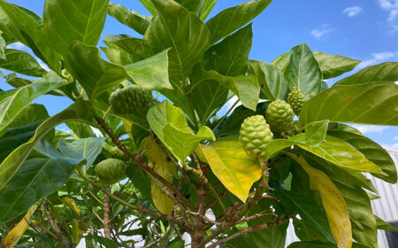 沖縄県産ノニ100％使用『神寿 SHINJU』720ml×1本 ノニジュース 沖縄 健康ドリンク 健康食品 ギフト 沖縄市/有限会社おきりゅう[BCBB001]