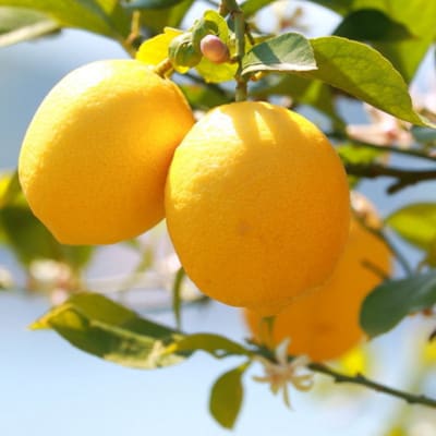 有田産の安心国産レモン約5kg(サイズ混合) (上富田町)