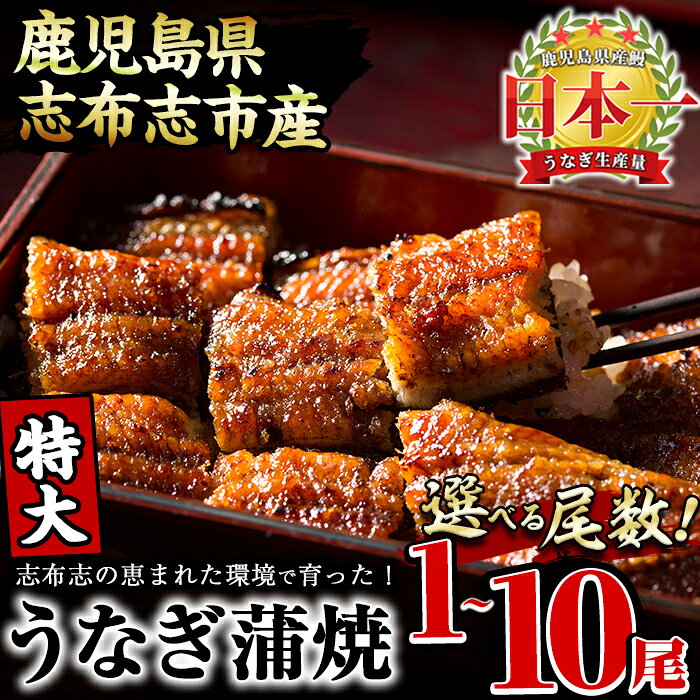 【ふるさと納税】鹿児島県産 うなぎの大楠＜特大＞1尾〜10尾！うなぎ 鰻 ウナギ 1尾 3尾 6尾 10尾 国産 九州産 蒲焼き かばやき 冷凍 うな重 ひつまぶし タレ 山椒 真空パック ランキング 人気 【尾数が選べる！】【大楠鰻】