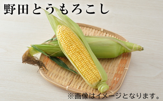 
No.242 野田とうもろこし ／ トウモロコシ 野菜 朝採れ 千葉県
