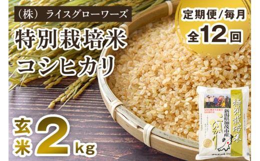 【令和8年産新米先行予約】【定期便12ヶ月毎月お届け】新潟県加茂市産 特別栽培米コシヒカリ 玄米2kg《10月上旬～順次出荷》 従来品種コシヒカリ （株）ライスグローワーズ