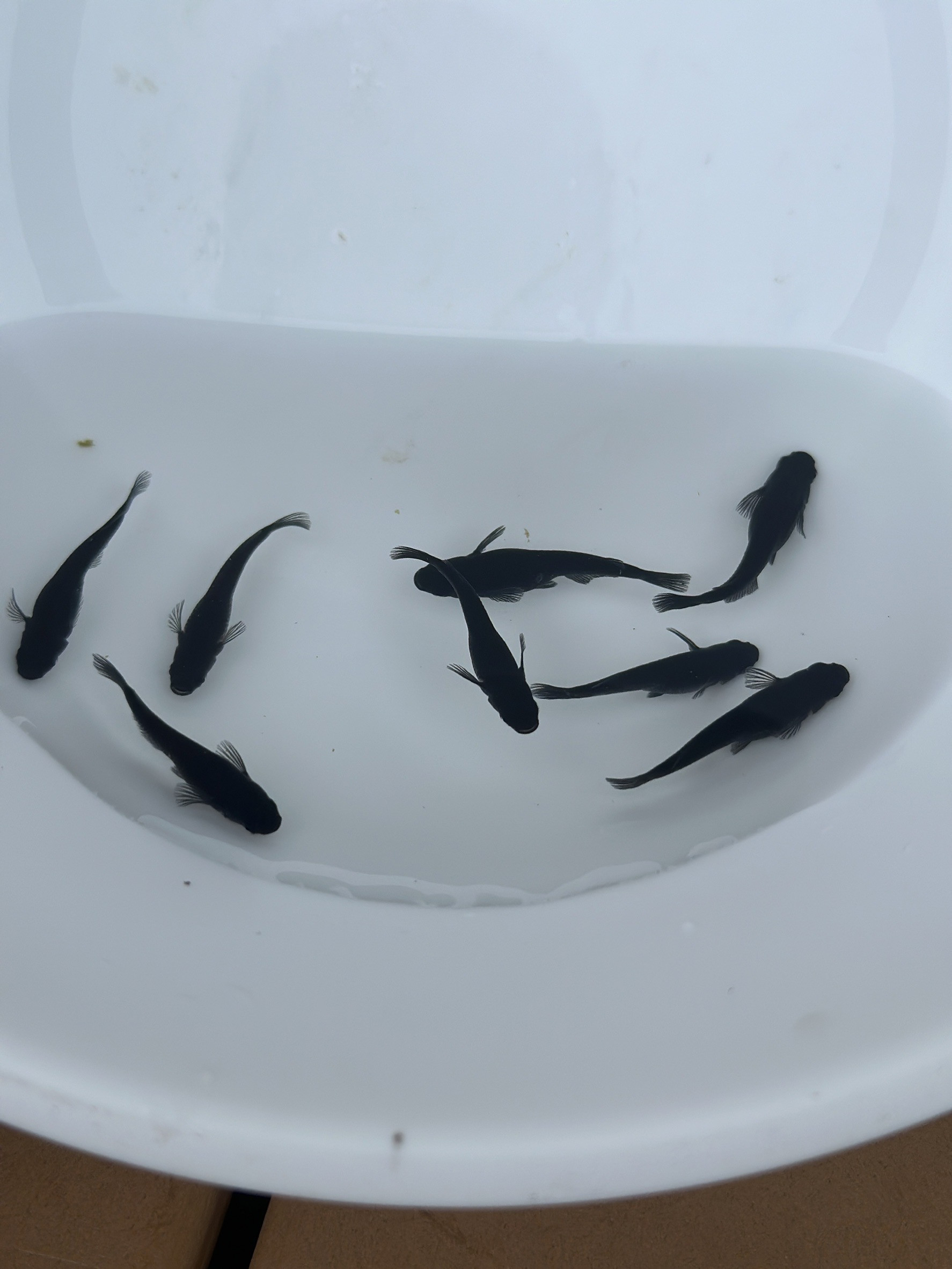 
メダカ オロチ ５匹 （２ペア＋１匹） 死着保証 ／ aju succulent 観賞魚 淡水魚 魚 ペット 生き物 奈良県 葛城市
