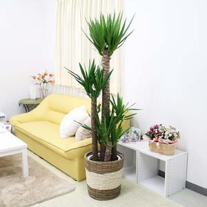 【観葉植物】青年の木（ユッカ） 10号 ストライプバスケット鉢カバー 土の表面：ウッドチップ｜観葉植物 インテリア 部屋 おしゃれ 福岡県筑前町 送料無料