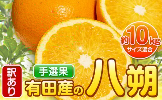 【先行予約】【手選果・訳あり】有田産の八朔 10kg（サイズ混合） 厳選館 《2026年1月下旬-2月下旬出荷》和歌山県 日高町 はっさく 訳ありはっさく ハッサク