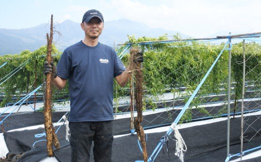 後藤農園の自然薯 ２本約1.5kg箱入り（700g〜800g×2本）