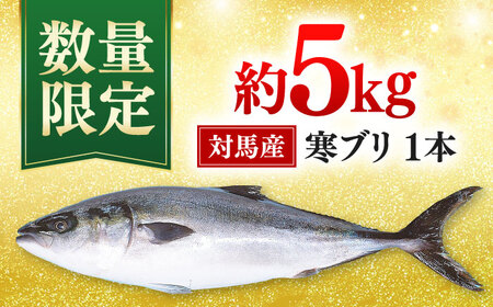 【年末に指定でお届け！】対馬産 寒ブリ 5kg前後 1本 ≪対馬市≫【うえはら株式会社】 産地直送 冷蔵 冷蔵配送 ブリ ぶり 鰤 海鮮 長崎 対馬 国産 鮮魚[WAI096]