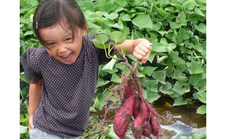 干しいも 安納芋 3袋 甘い 国産 干しいも