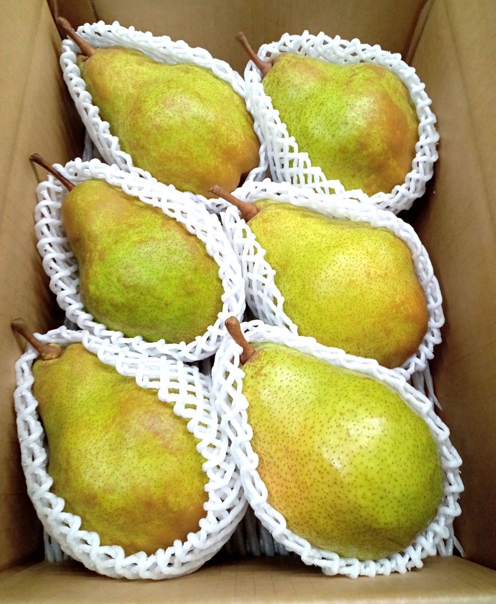 
                  西洋梨（シルバーベル）３ｋｇ　贈答用　0142-2616
                