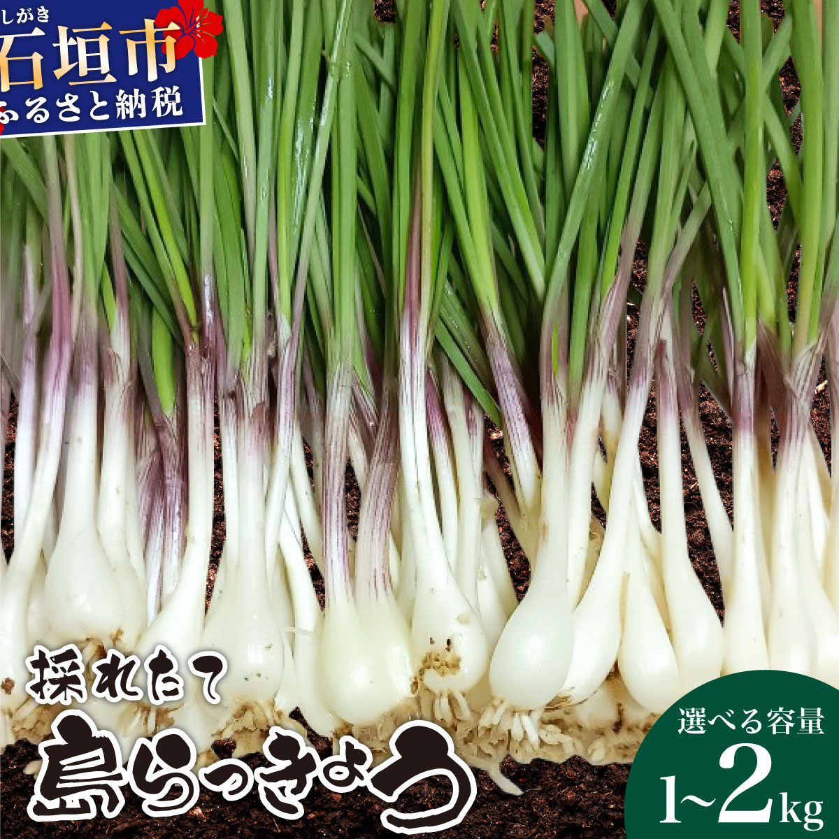 【ふるさと納税】＜選べる容量＞≪2026年2月下旬～5月下旬発送≫採れたて島らっきょう 1kg・1.5kg・2kg｜沖縄県 石垣市 ふるさと納税 野菜 らっきょう 島らっきょう おつまみ 採れたて 料理 漬物 天ぷら おかぴ農園 産地直送 送料無料 OK-01 OK-02 OK-03
