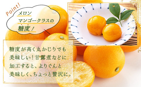 KU445 【プレミアム】選りすぐりの大玉完熟きんかん1kg【玉様ファーム】