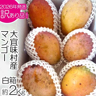 【ふるさと納税】【2026年発送】訳あり品！！大宜味村産マンゴー【約2kg・白箱】 訳アリ 先行予約 沖縄 甘味 糖度 濃厚 おいしい お土産 まんごー アーウィン 果物 くだもの 果実 送料無料 ふるさと納税 2キロ トロピカル 箱入り 食べ物 フルーツ