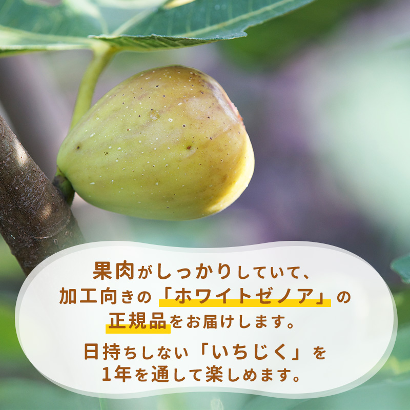 加工用 フローズン いちじく 1kg（ 500g × 2袋 ） 【2025年9月中旬から12月頃発送予定】　010-G-YW003 【Bセット】