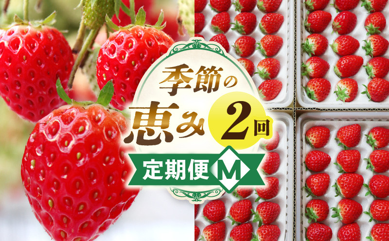 
            季節の恵み2回定期便M_mk165-t013
          