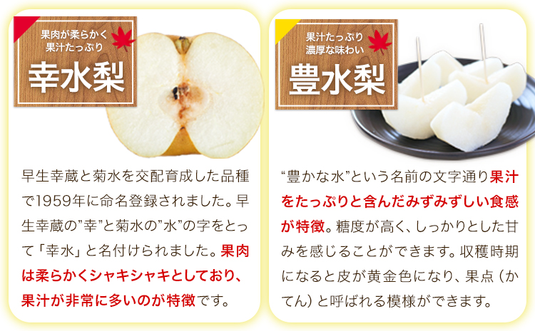 【2025年 先行予約 】くまもと梨 梨 秋 旬 なし 幸水 豊水 先行 果物 くだもの フルーツ ナシ 梨 先行予約 送料無料 あきづき 甘太 新高 新興 約3.5kg 5玉〜15玉前後 熊本県産【