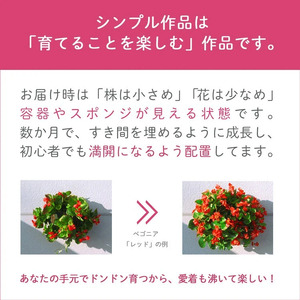 D-457 パンジー＆ビオラの花うるるハンギング寄せ植え「カシスオレンジ Ｍサイズ」