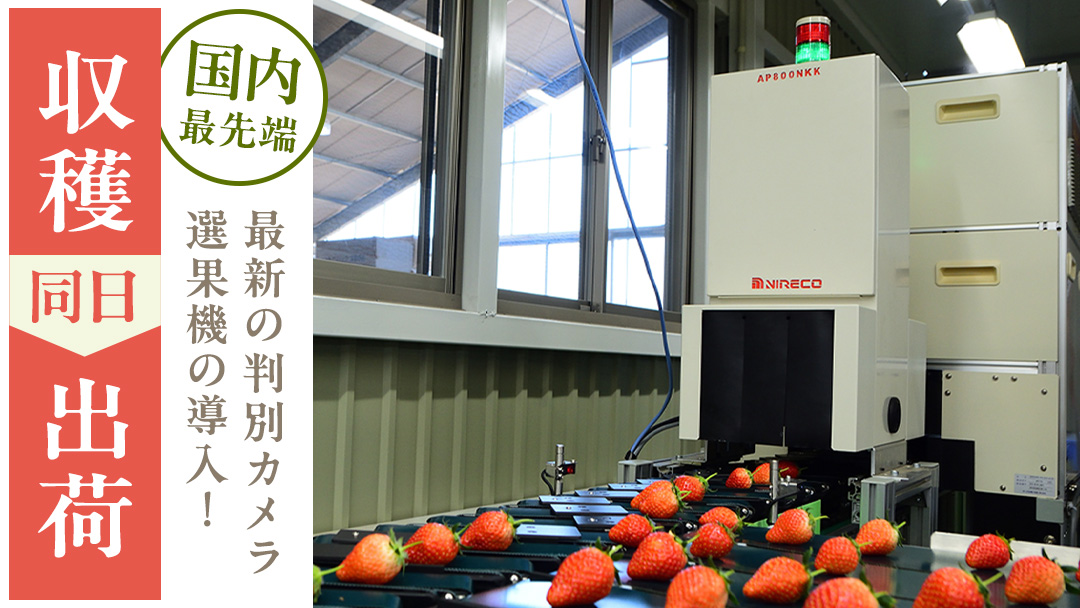 【 2026年1月上旬発送開始 】 完熟 やよいひめ 260g×2P 国産 いちご イチゴ 苺 果物 フルーツ [BC026sa]